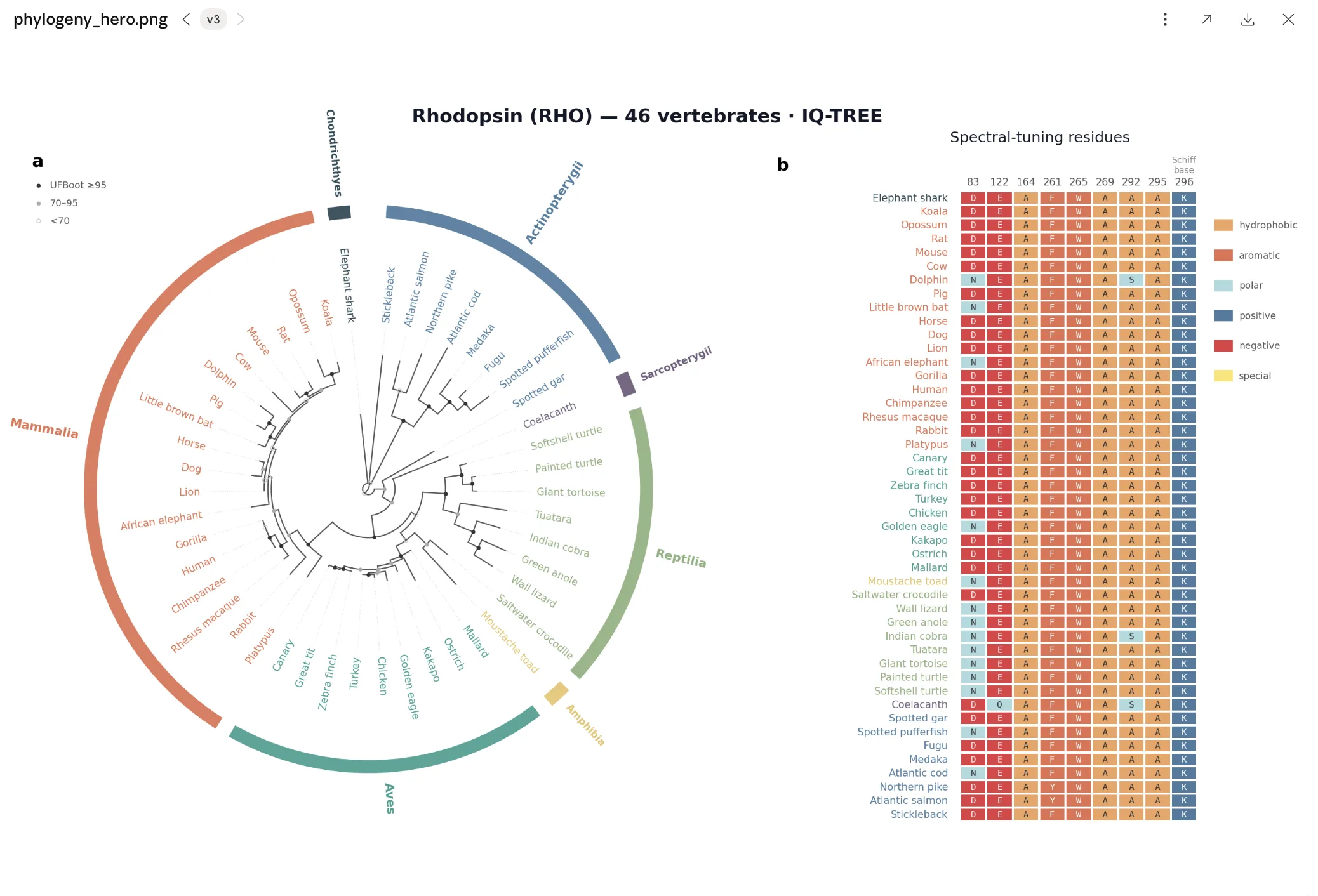 6a43a5f291e5af015470b943_Evolutionary_analysis